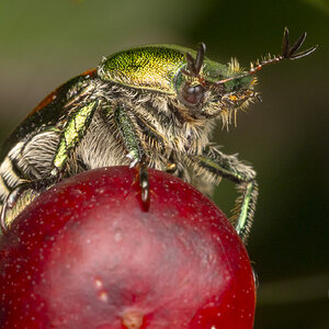 R7_E9305 Japanese Beetle.jpg