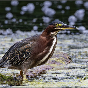 55204_Green Heron.jpg