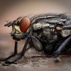 Flesh Fly 4.jpg