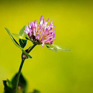 Red Clover Stack.jpg