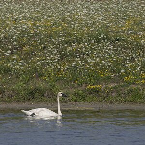 R7_E9654 Trumpeter Swan.jpg