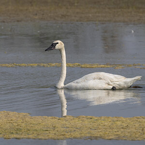 R7_E9976 Trumpeter Swan.jpg