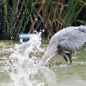 2025-044-056 Summer birds-2.jpg