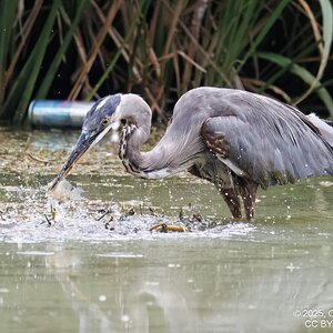 2025-044-065 Summer birds-2.jpg