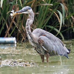 2025-044-077 Summer birds-2.jpg