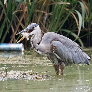 2025-044-090 Summer birds-2.jpg