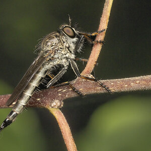 R7_F0128 Robber Fly.jpg