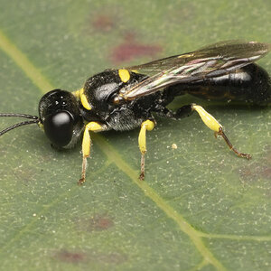 R7_F0144 Square-headed Wasp-Edit.jpg