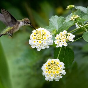 HM on whiteflowersSM.jpg