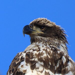 Young bald Eagle.jpg