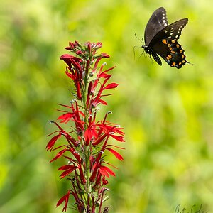 buttflyandCardinalPlntSM.jpg
