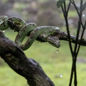 Nature's serpent draped in diamonds of rain
