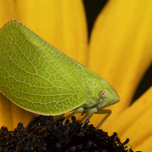 R7_F0381 Green Cone-headed Planthopper.jpg