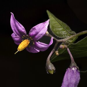 Bittersweet Nightshade Flower-2.jpg