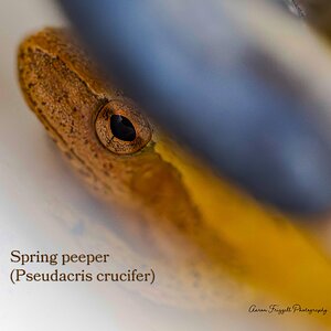 Spring peeper in hiding