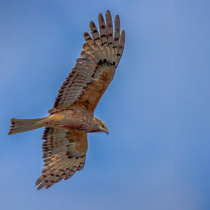 black-KITE-002-b-exp2000px.jpg