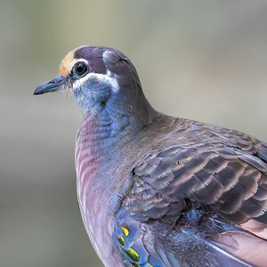 bronzewing-001-b-exp2000px-2.jpg