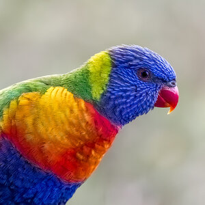 rainbow-lorikeet-0001-b-exp2000px-2.jpg