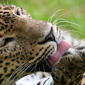 Banham Zoo 24-08-2025 0049.jpg