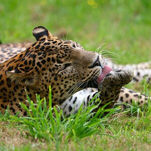 Banham Zoo 24-08-2025 0050.jpg