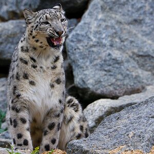 Banham Zoo 24-08-2025 0186.jpg