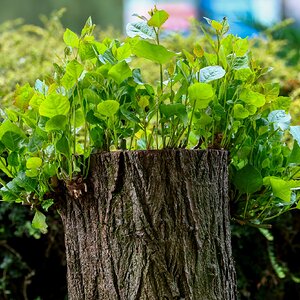 Banham Zoo 24-08-2025 0004.jpg