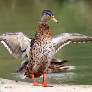 Banham Zoo 24-08-2025 0133.jpg