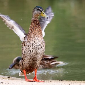 Banham Zoo 24-08-2025 0134.jpg