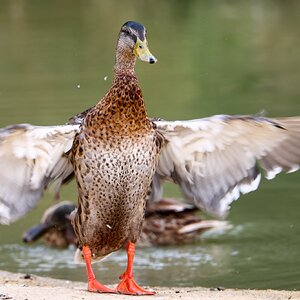 Banham Zoo 24-08-2025 0135.jpg