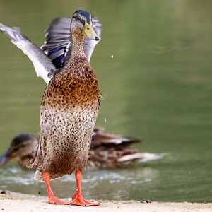 Banham Zoo 24-08-2025 0136.jpg
