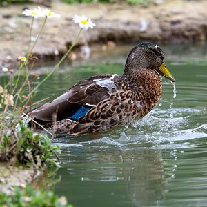 Banham Zoo 24-08-2025 0150.jpg