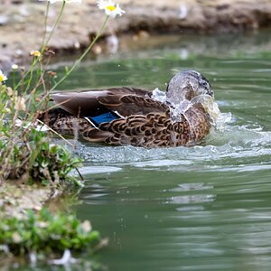 Banham Zoo 24-08-2025 0151.jpg