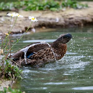 Banham Zoo 24-08-2025 0152.jpg