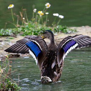 Banham Zoo 24-08-2025 0154.jpg