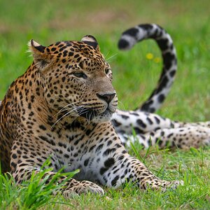 Banham Zoo 24-08-2025 0047.jpg