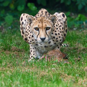 Banham Zoo 24-08-2025 0062.jpg