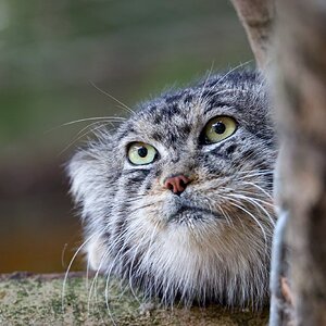 Banham Zoo 24-08-2025 0065.jpg