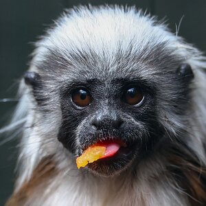 Banham Zoo 24-08-2025 0074.jpg