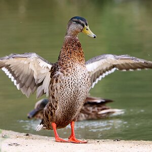 Banham Zoo 24-08-2025 0133.jpg
