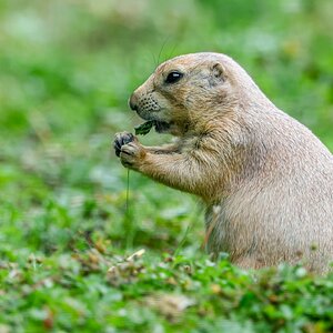 Banham Zoo 24-08-2025 0159.jpg