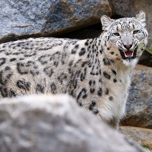 Banham Zoo 24-08-2025 0179.jpg