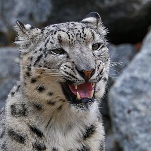 Banham Zoo 24-08-2025 0187.jpg