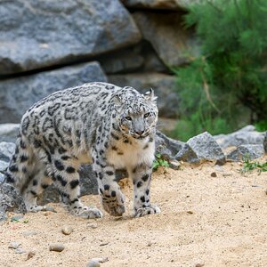 Banham Zoo 24-08-2025 0190.jpg
