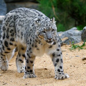Banham Zoo 24-08-2025 0191.jpg