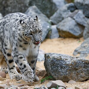 Banham Zoo 24-08-2025 0195.jpg