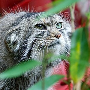 Banham Zoo 24-08-2025 0201.jpg