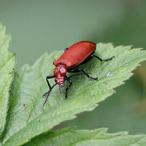 A Little Cardinal Beetle