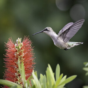 Hummingbird_5464B.jpg