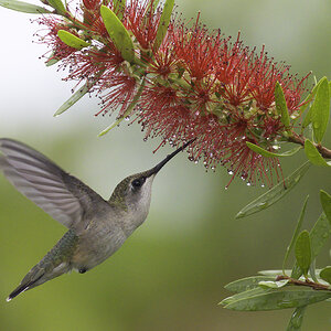 Hummingbird and Bottlebrush, No. 2