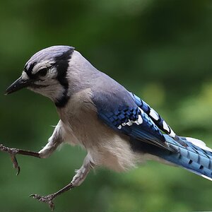 Bluejay.JPG